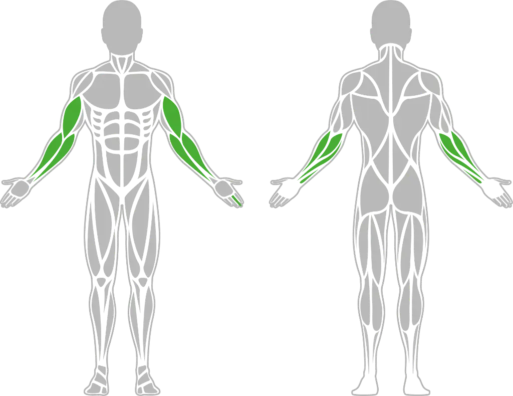 1-1-318 Biceps Trainer-BeStrong_Muscle.webp