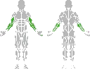 1-1-318 Biceps Trainer-BeStrong_Muscle.webp