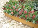 Cordolo in acciaio Corten BordTop