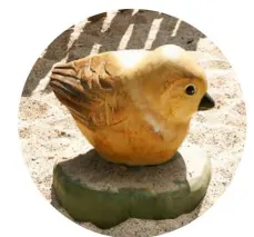 Passero in robinia