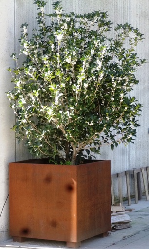 Fioriera in Corten cm. 120x120x98h.